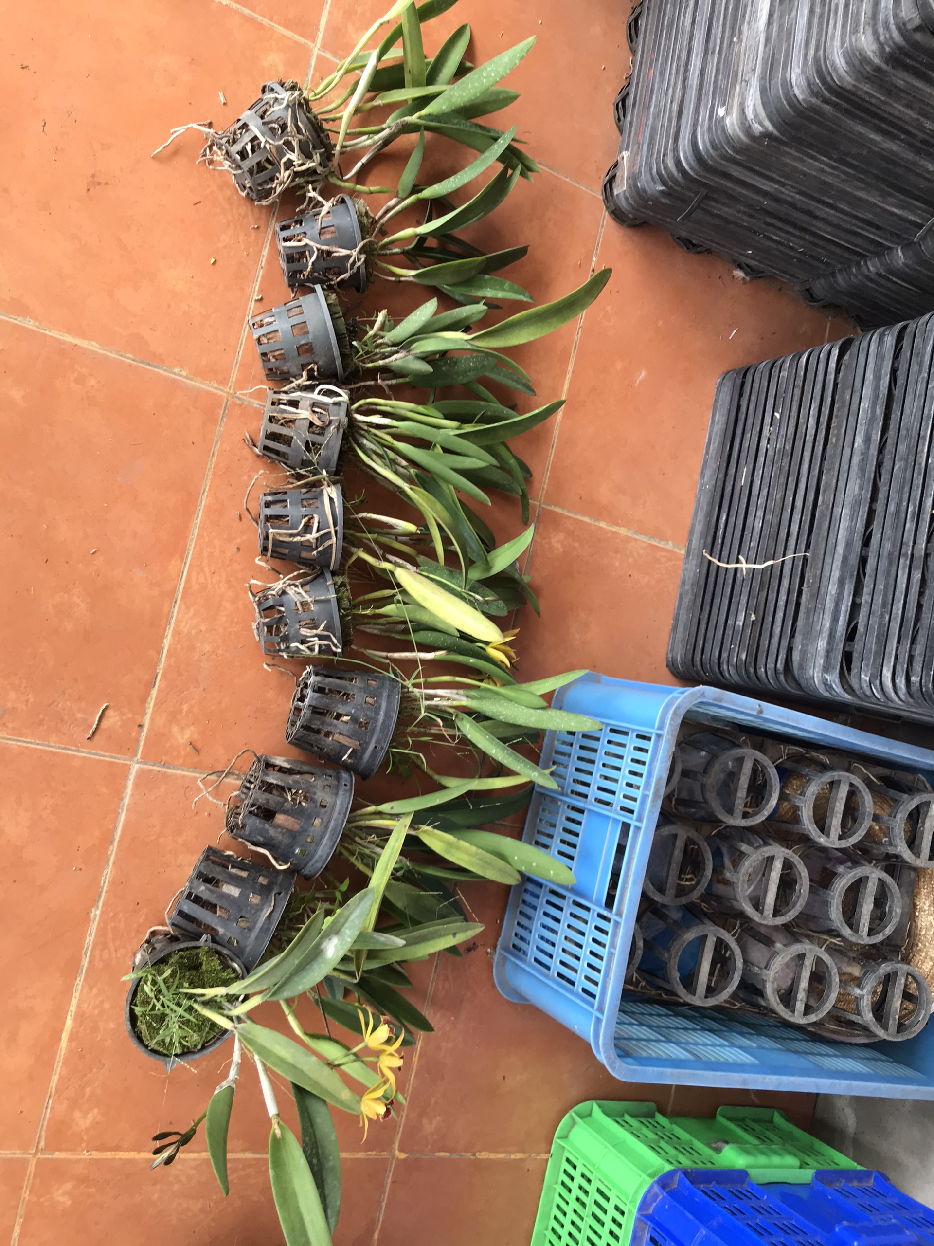 Yellow Brass Orchids with Red Tongues and Fragrant Pots Thanh