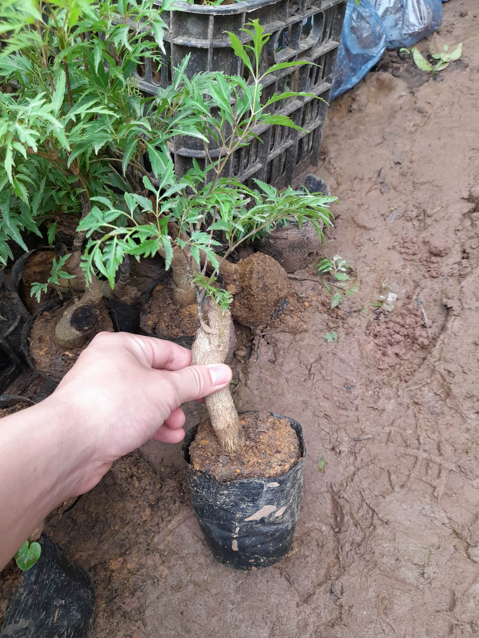 Cây Đinh Lăng Gốc To Khỏe+Tặng kèm phân bón