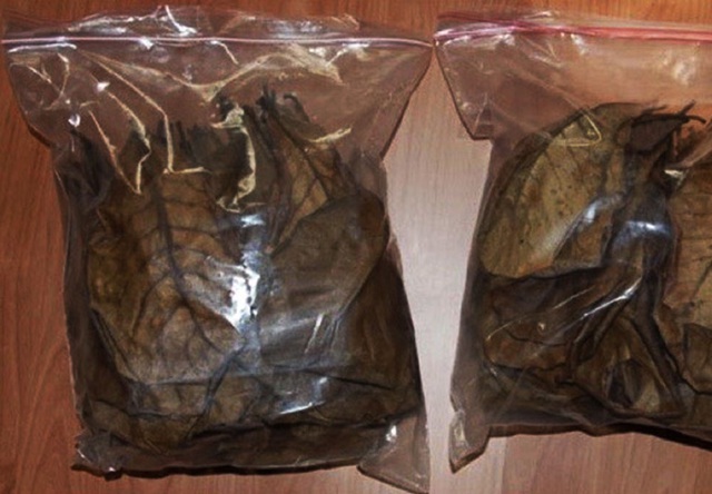 10 LÁ BÀNG KHÔ - THẦN D.ƯỢC CÁ CẢNH .
