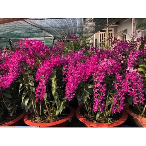 Denro Ceasar Red / Hoàng Đế Đỏ