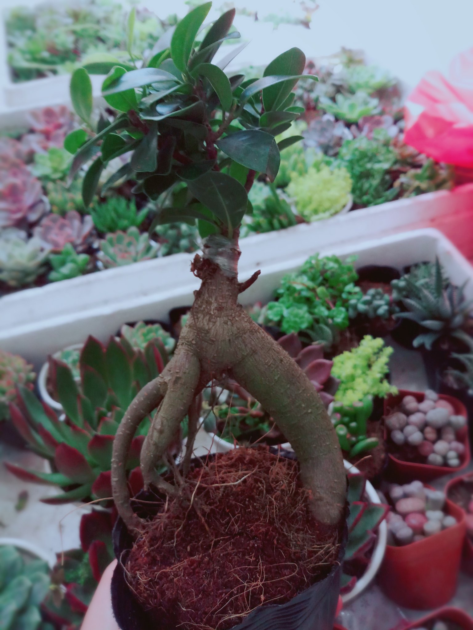 Cây Si Bonsai Cây Si Nhật