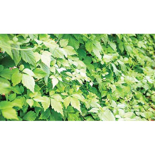 Trà Giảo cổ lam Sa Pa (loại 5 lá sao khô) gói 1kg