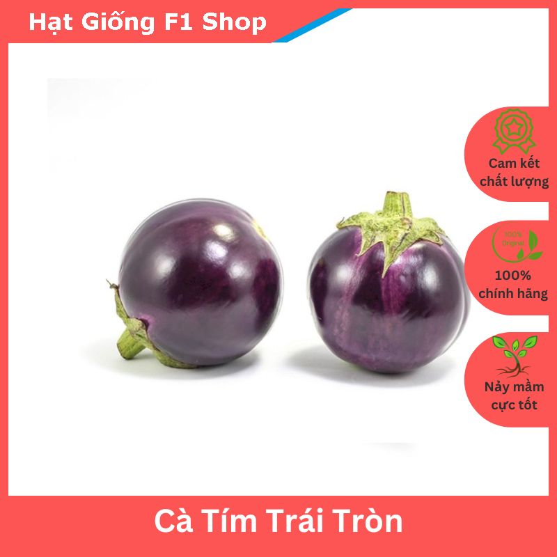 Hạt giống cà tím trái tròn - cà bát tím