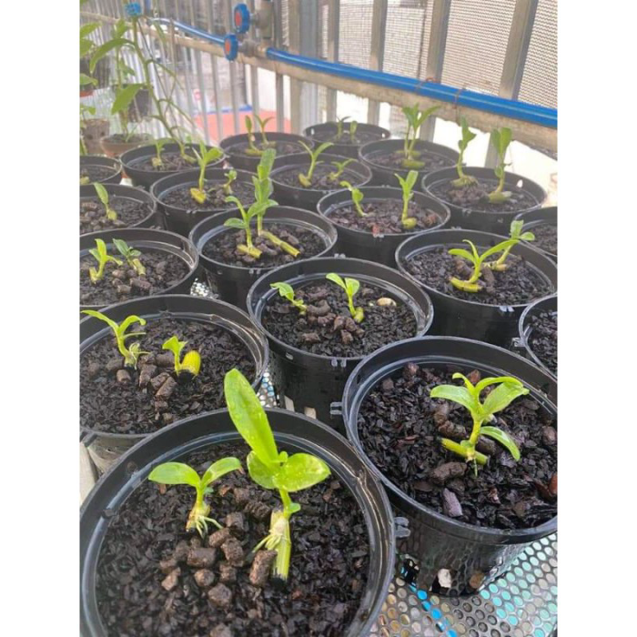 lan phi điệp phú thọ hàng ươm kie