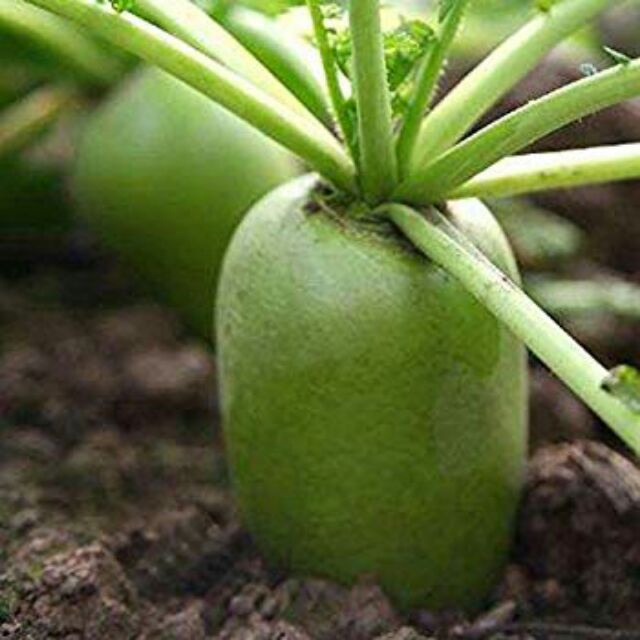Hạt giống Củ Cải Xanh TN