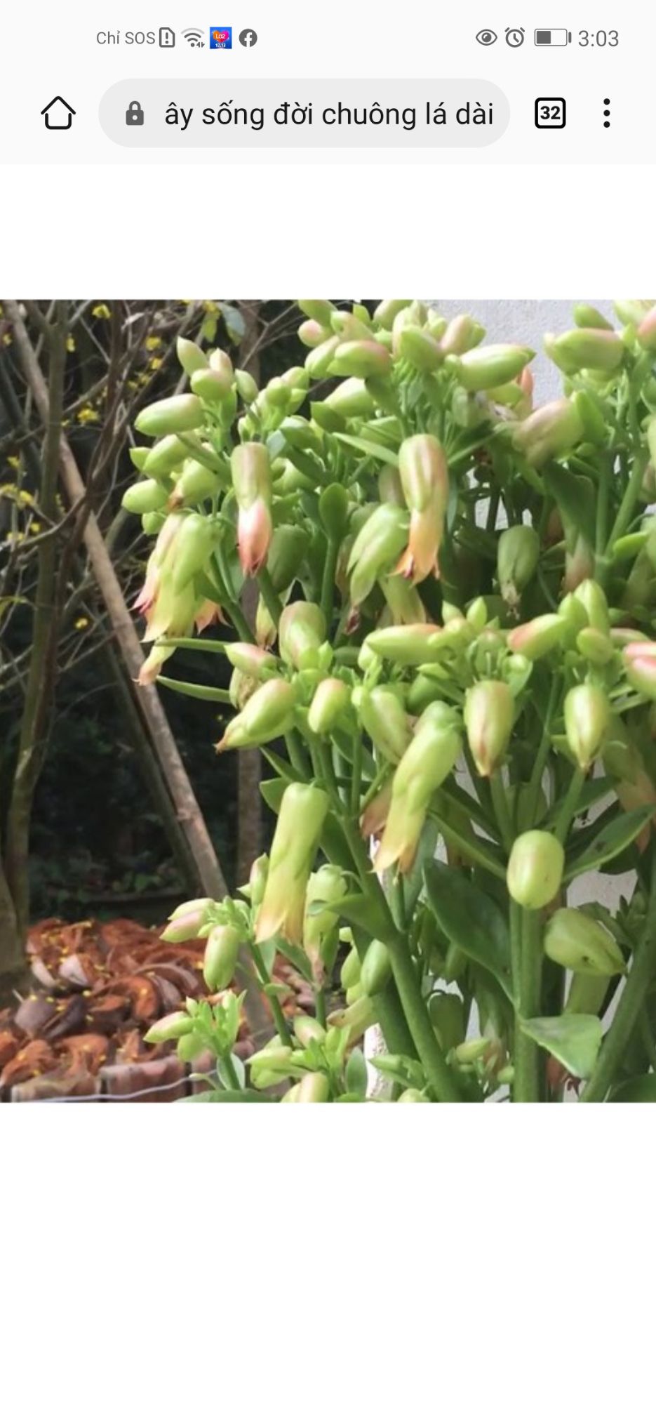 cây sống đời chuông