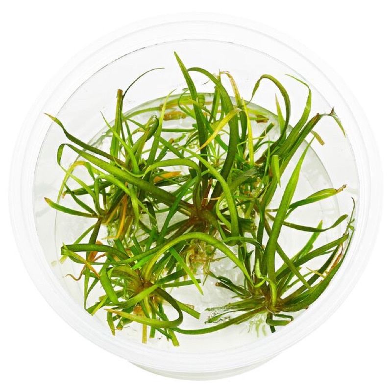 Helanthium tenellum - Cây Cỏ Đỏ - Cây Thuỷ Sinh