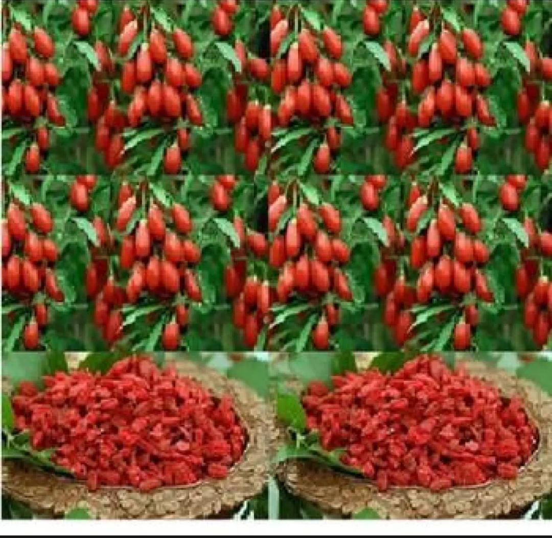 Kỷ Tử - Trà Thảo Lộc 1 Túi 100g