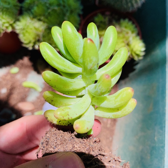 SEN ĐÁ THẠCH NGỌC MĨ SIZE MINI SIÊU KHOẺ LỖI 1 ĐỔI 1