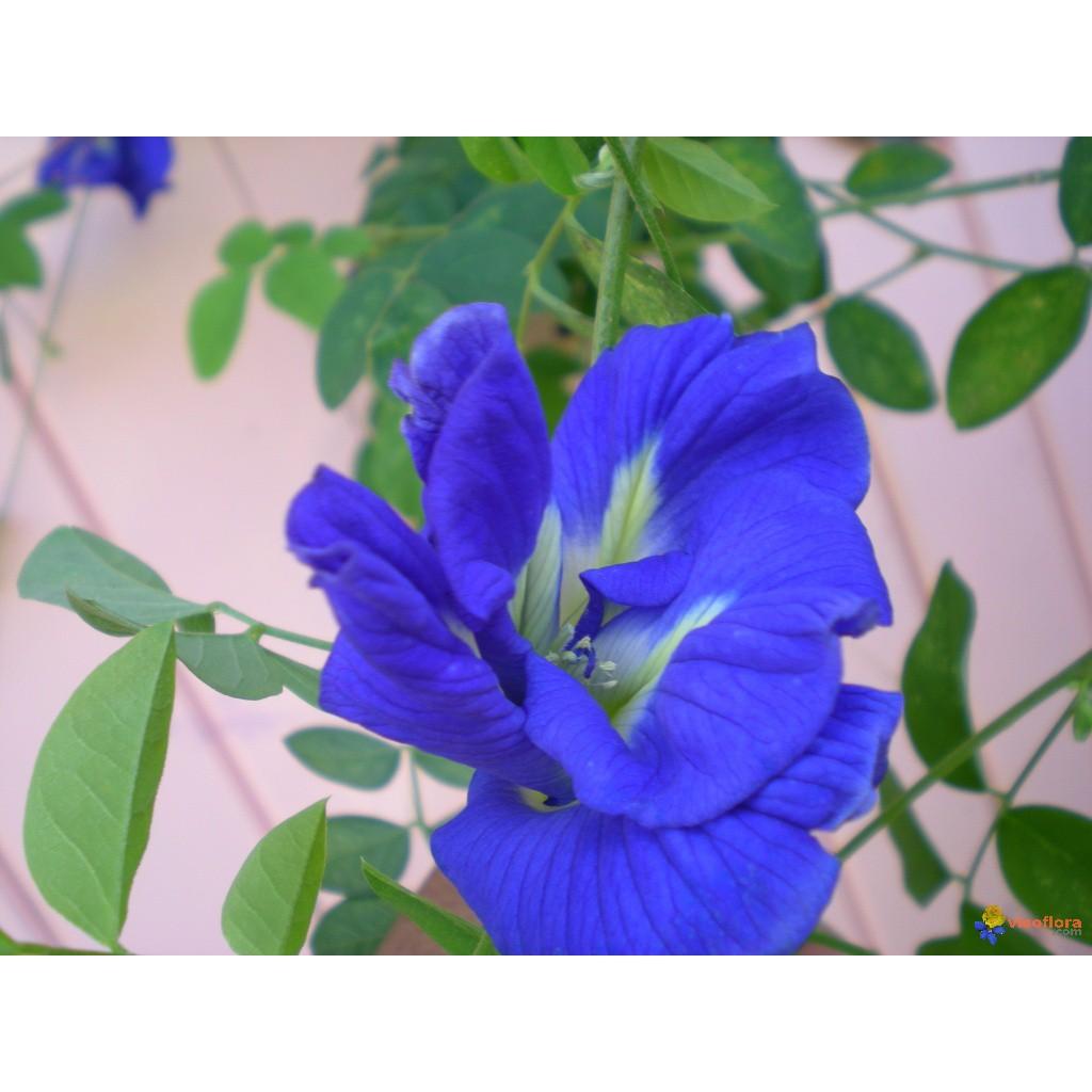Gói 10 Hạt giống hoa đậu biếc kép- NanuSeeds