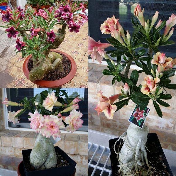 COM BO 3 CÂY HOA SỨ THÁI CÁNH KÉP