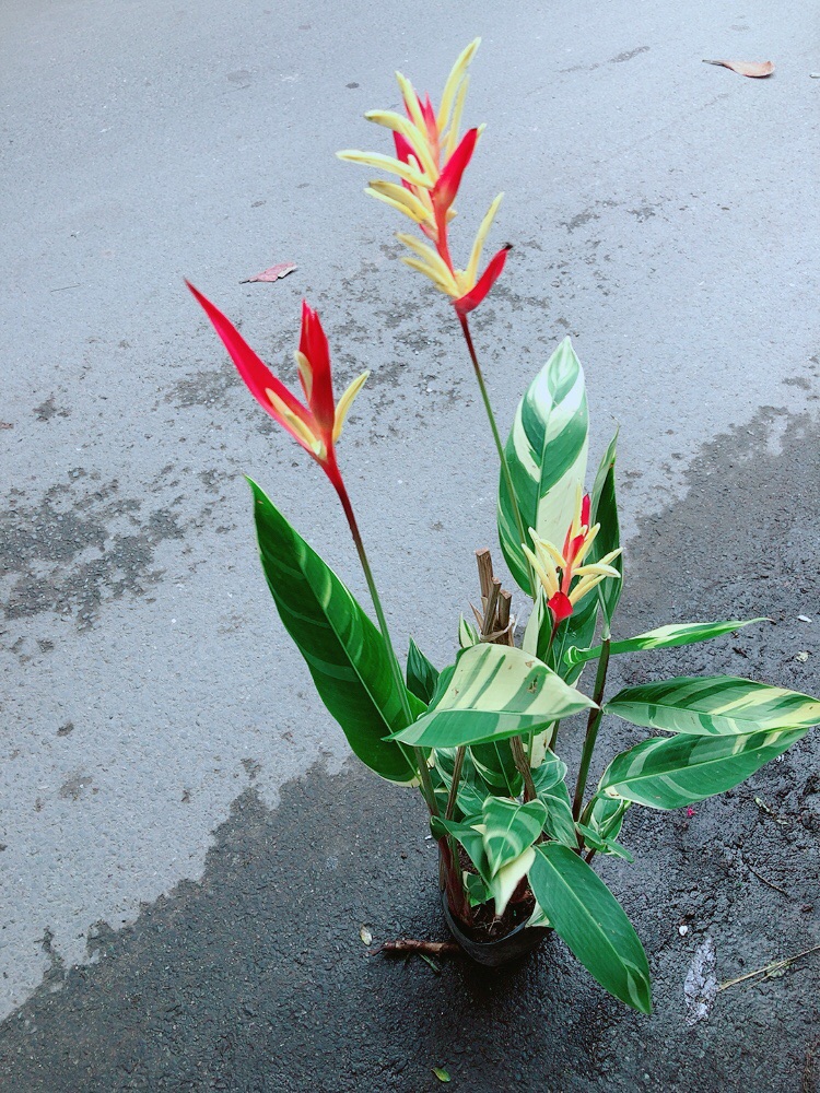 [HCM]Chuối Mỏ Két Size Đại