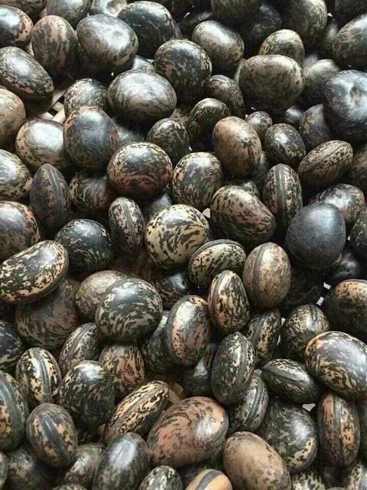 20 HẠT ĐẬU LÀO