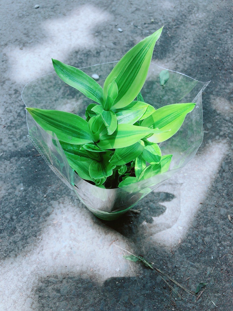 Chậu Trúc Phát Tài