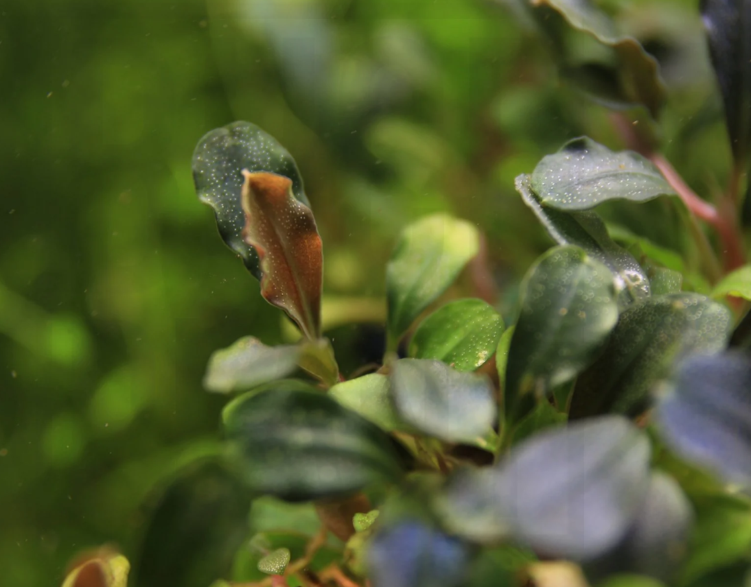 Bucep Phantom - Bucephalandra Brownie Phantom