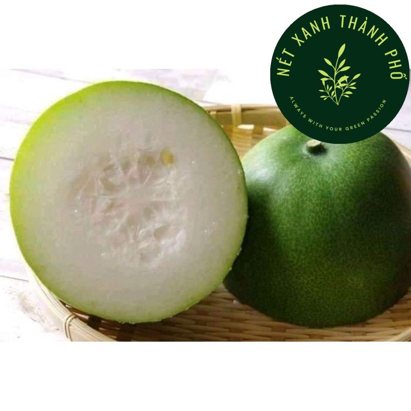 [GIAO HÀNG 2 GIỜ] Hạt giống Bí đao trái tròn, 0.2gr
