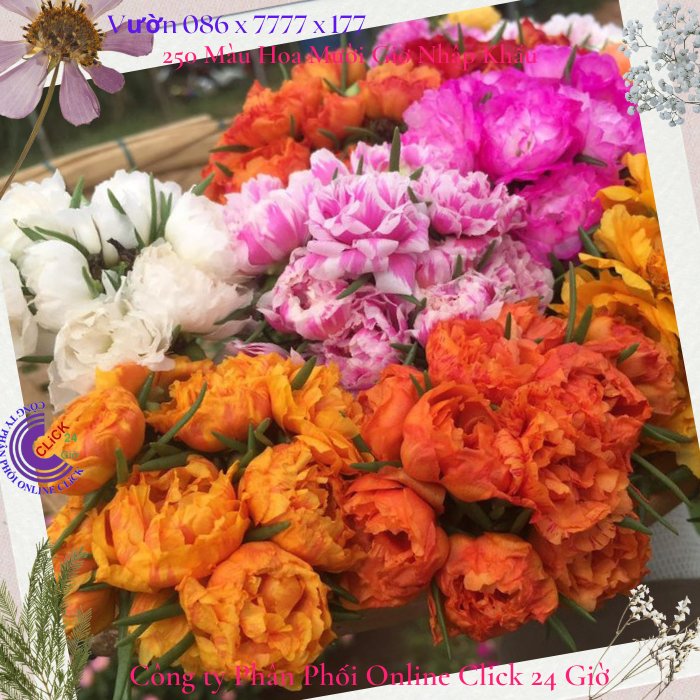 Hoa mười giờ vàng vạn thọ hoa mười giờ hoa mười giờ sân vườn đẹp