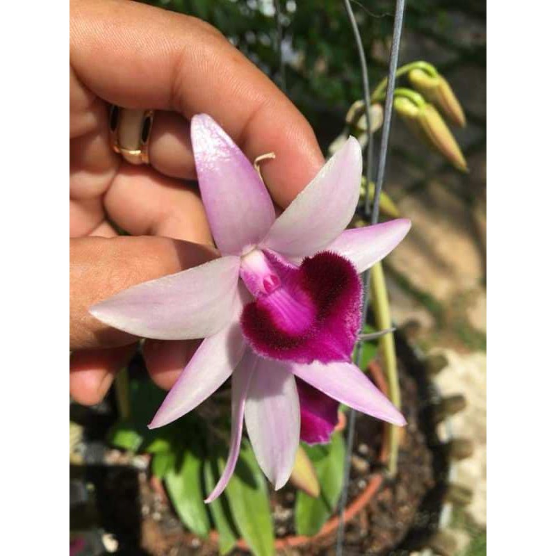 Hoa lan giả hạc phi điệp ma bó như hình