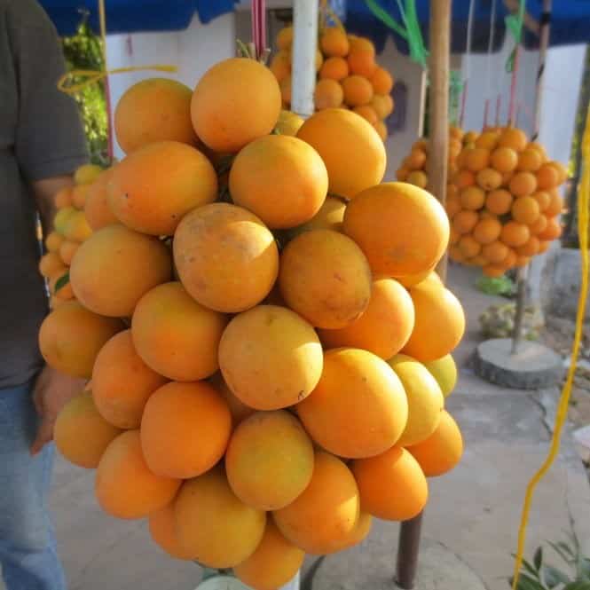 CÂY GIỐNG THANH TRÀ NGỌT [ SIÊU SỚM ]