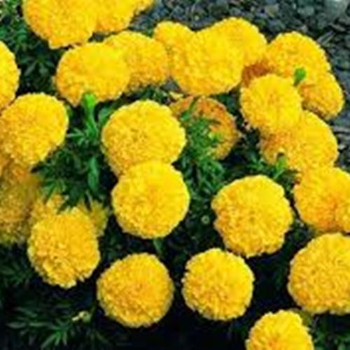 Hạt Giống Cúc Vạn Thọ Mỹ - Túi 50 Hạt