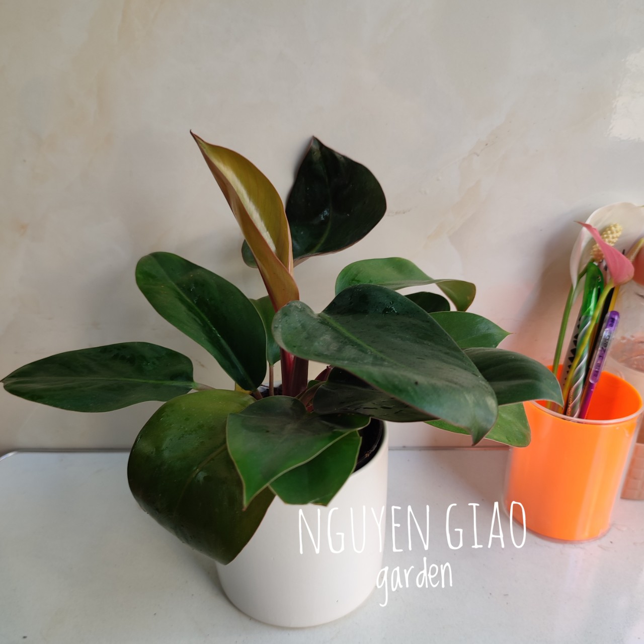 Cây trầu bà đế vương đỏ chậu sứ