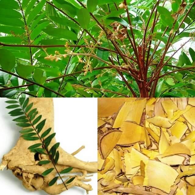 01 Kg củ Mật nhân khô, thái lát