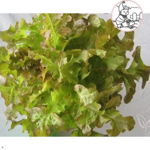 HẠT XÀ LÁCH SỒI ĐỎ OAKLEAF - GÓI 2 GRAM