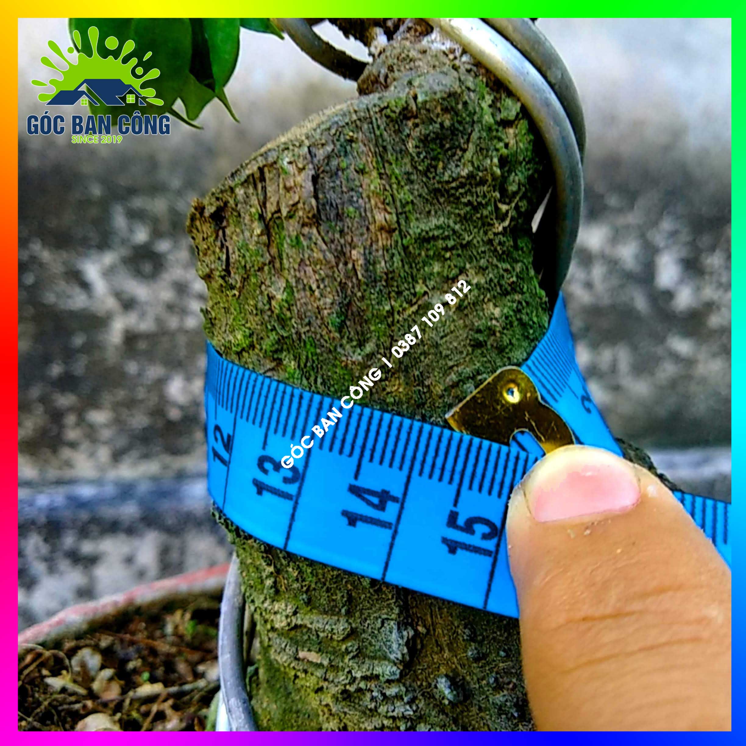 Cây Khế Bonsai Mini Gốc Quái - KBS18