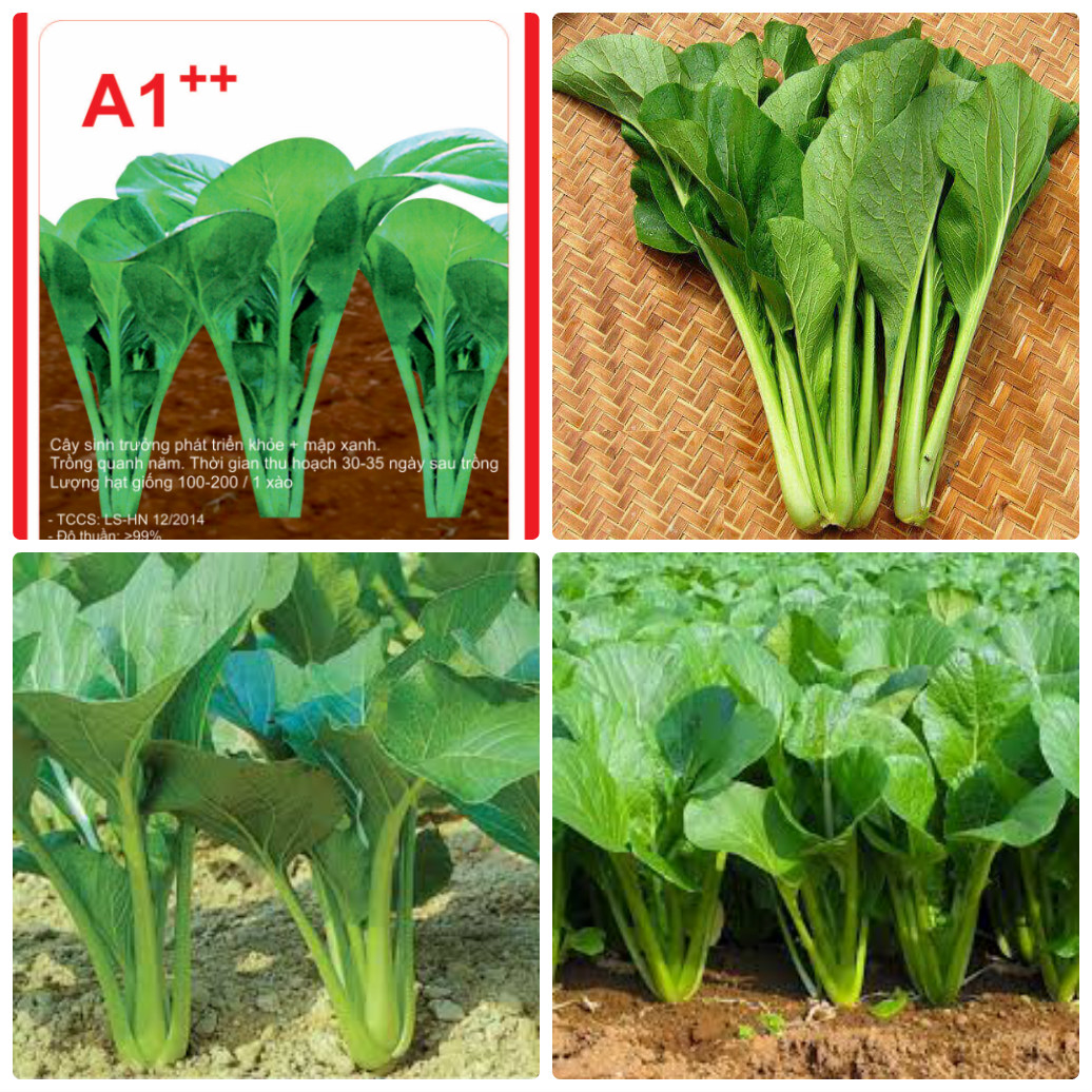 20GR - HẠT GIỐNG CẢI NGỌT ( tặng viên ném nẫy mần và hướng dẫn )