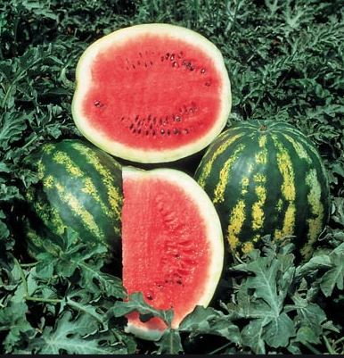 Gói 2GR hạt giống Dưa Hấu Crimson Sweet