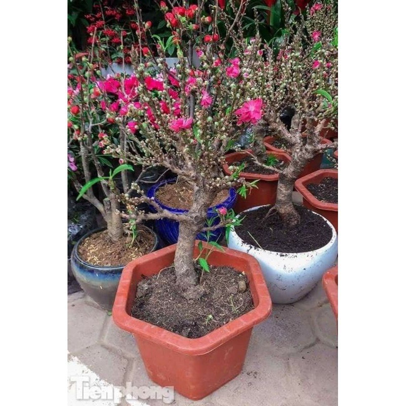 Cây đào tiến vua
