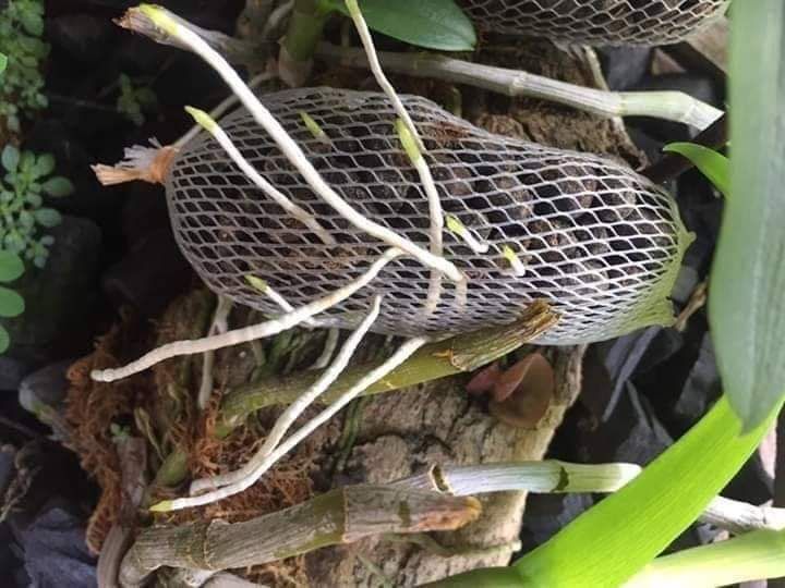 Túi lưới bọc, đựng phân tan chậm cho hoa lan 100gram
