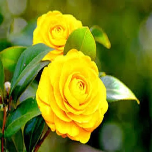 cây TRÀ MY VÀNG (hoa vàng), cây LỚN to khỏe đẹp, đang nụ sắp hoa, gửi đi nguyên bầu