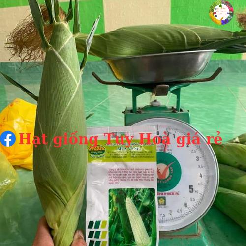 Hạt giống bắp nếp Bạch Long F1 gói 1kg trái to