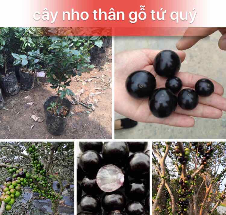 Cây Nho Thân Gỗ Tứ Quý + Tặng 2 Cây Quế Giống