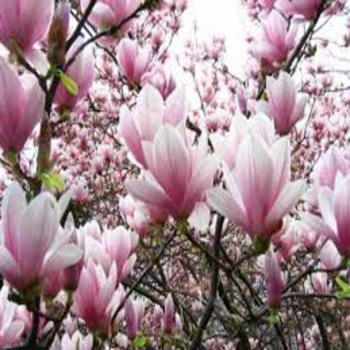 Com bo 5 gói hạt giống hoa mộc lan đủ màu