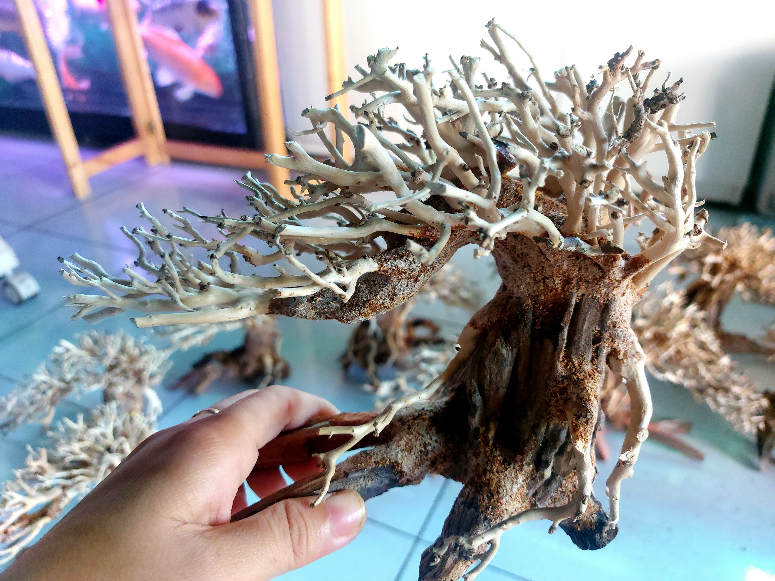 LŨA BONSAI MINI KÍCH THƯỚC 12X15 VÀ 15X20 CHO HỒ THUỶ SINH (Hồ < 40cm)