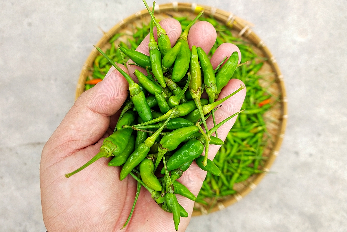 Hạt Giống Ớt Xiêm Thái Lan