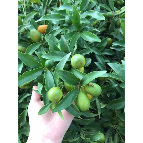 CÂY GIỐNG QUẤT NGỌT