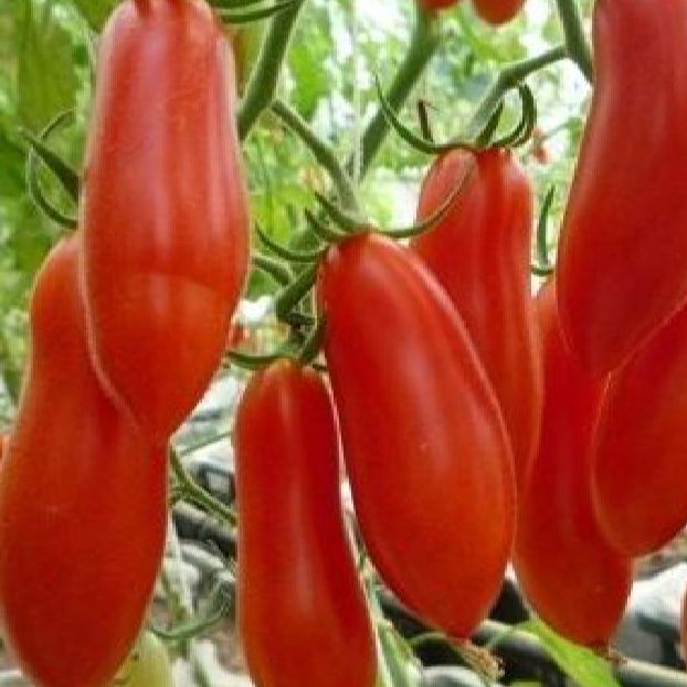 Hạt giống cà chua trái dài- 20 hạt