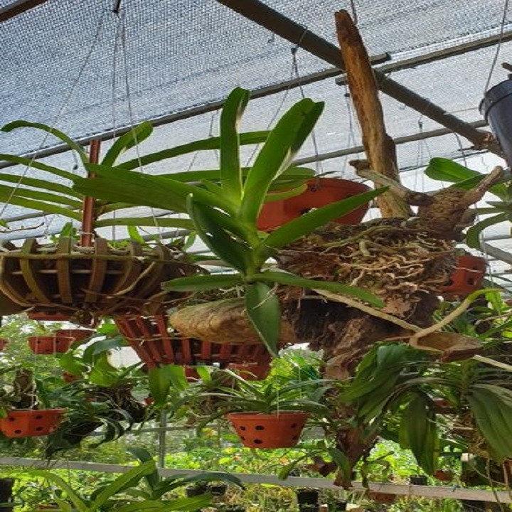 Hoa lan bạch nhạn ( cây to 40cm)