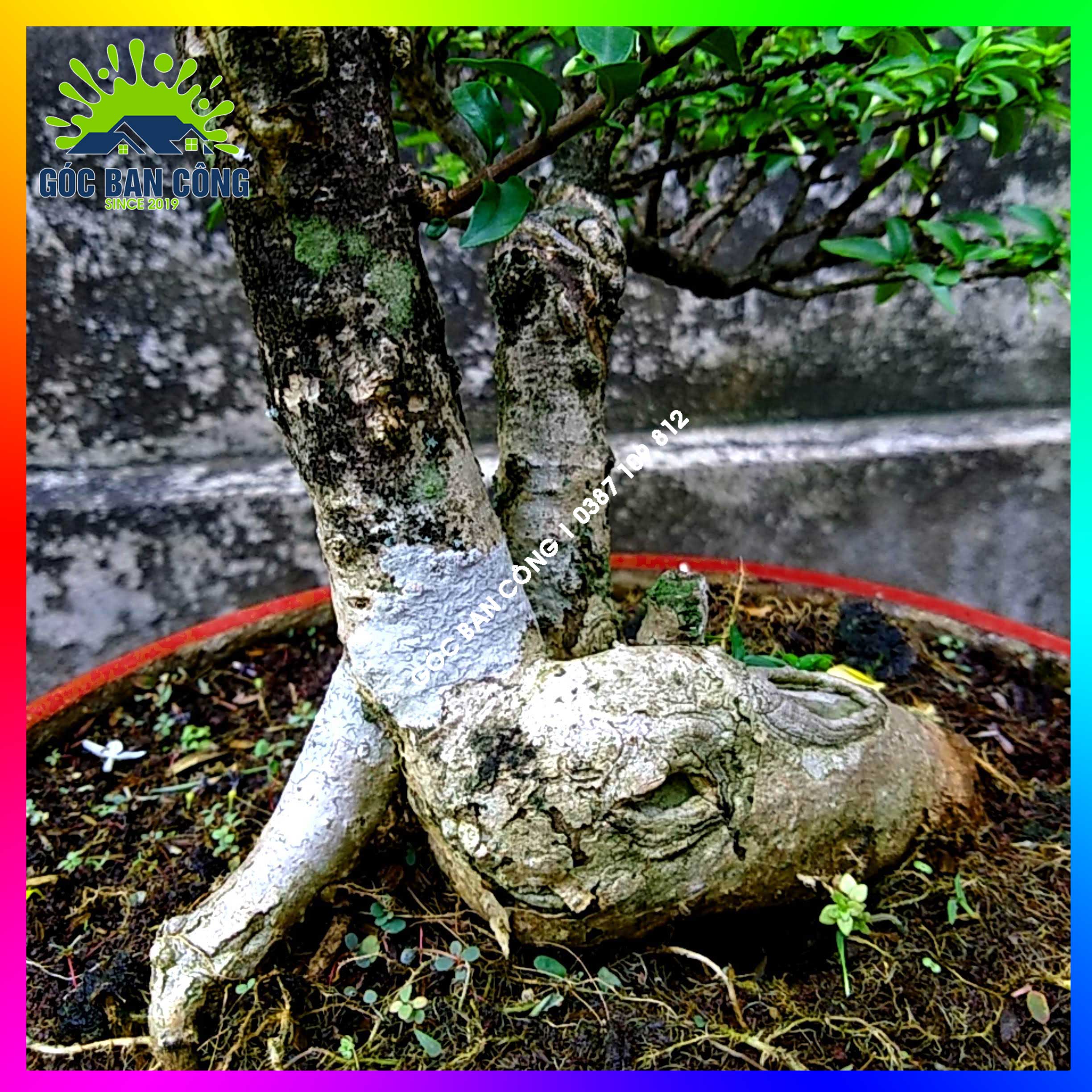 Mai Chiếu Thủy Kim Giòn Bonsai Mini - CTBS03