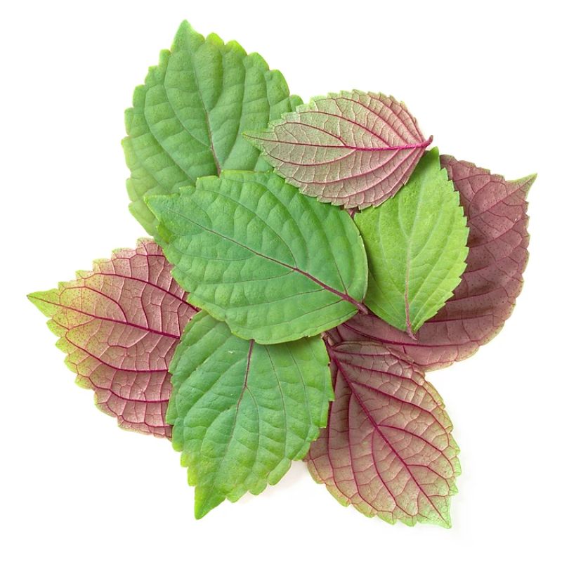 Hạt giống tía tô Nhật dễ trồng Shiso (ECO.550)