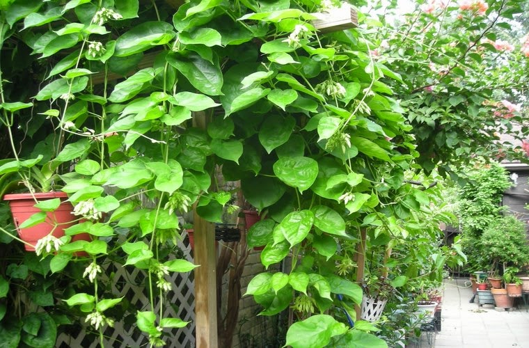 (GIÁ SỐC) Bầu cây HOA THIÊN LÝ
