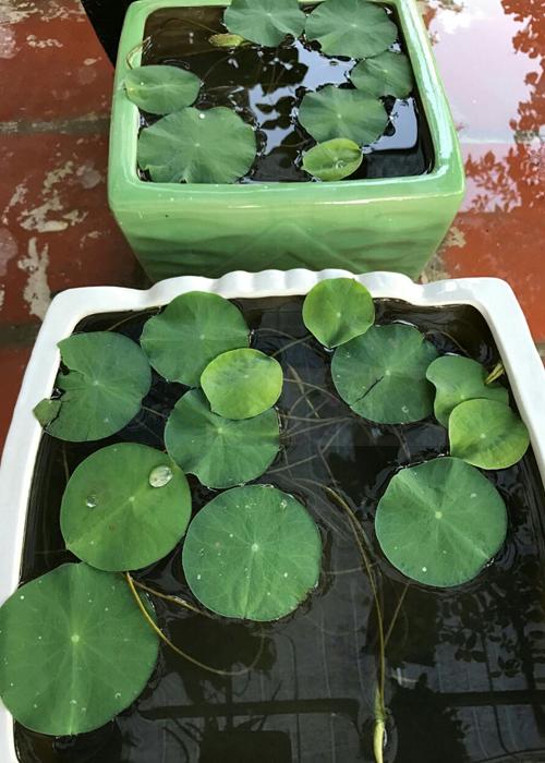 Hạt Giống Sen Mini Nhật gói 5 hạt