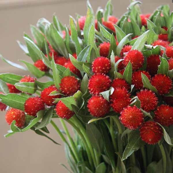 Hạt giống Hoa Cúc Nút Áo (Cúc Bách Nhật) đỏ - Gói 50 hạt.