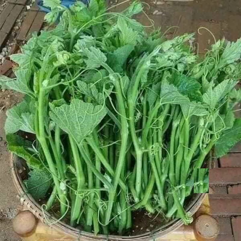 Hạt giống bí siêu ngọn - bí ăn ngọn cao sản - gói
