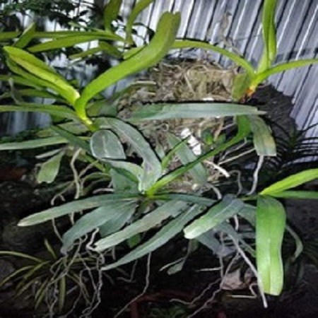 Hoa phong lan giáng hương tam bảo sắc