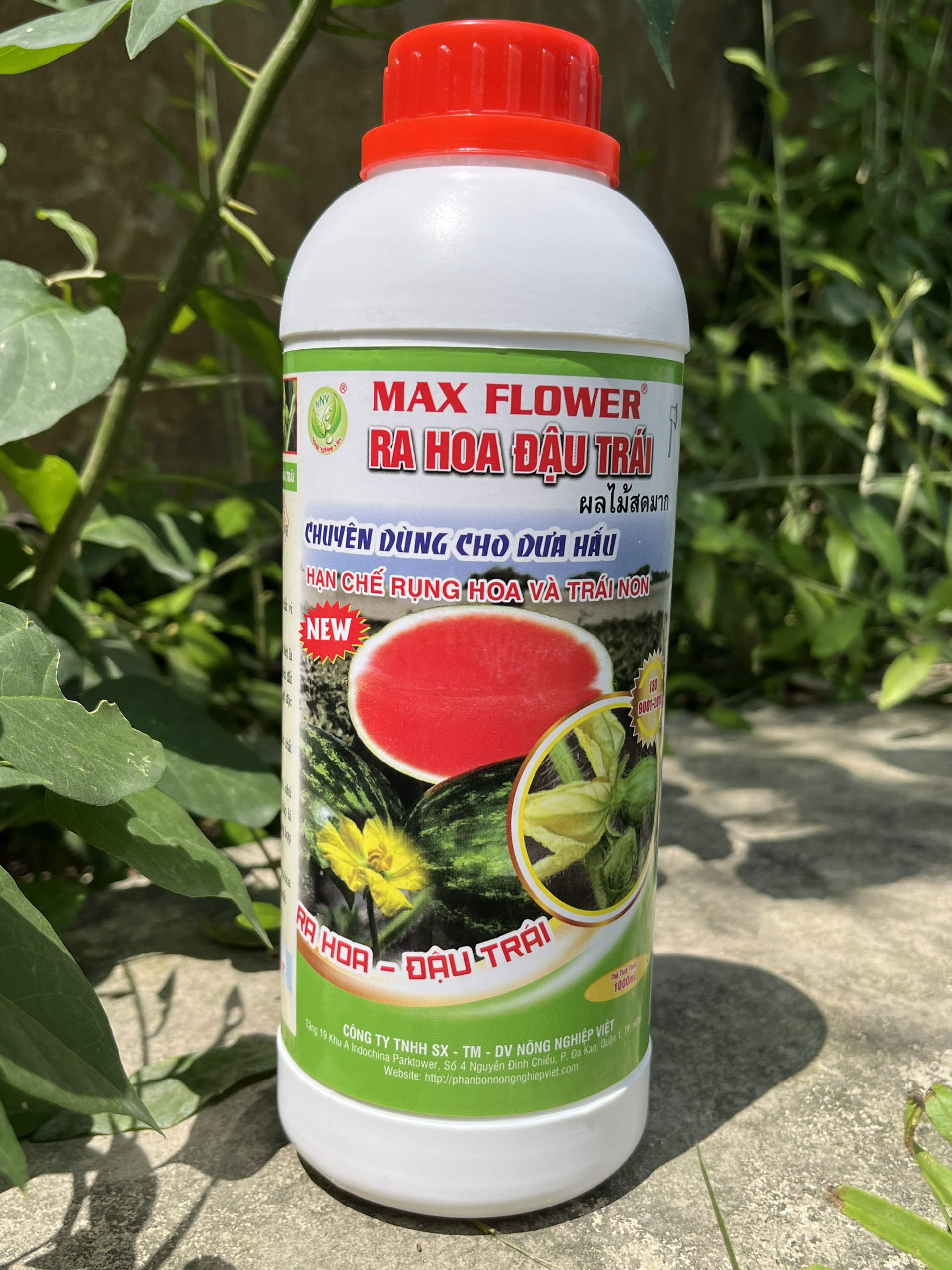 Siêu Ra Hoa Đậu Trái Dưa Hấu