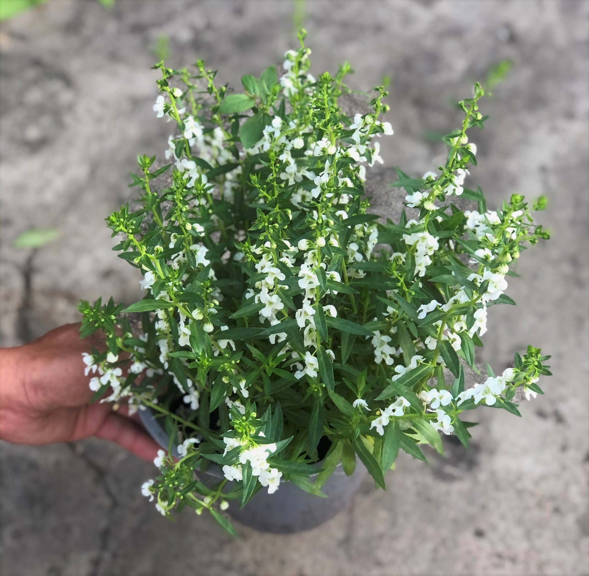 Cây Forget Me Not hoa màu trắng